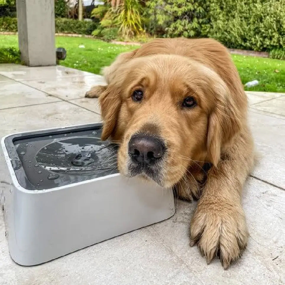 Dog Water Bowl