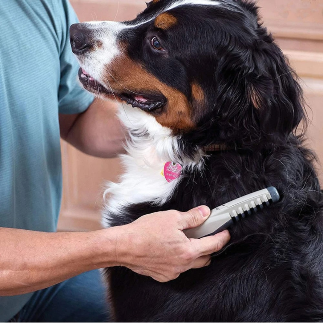 Bel Hills | No more knots and tangles for your pet