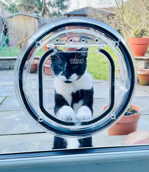 Transparent Pet Flap for Access Control