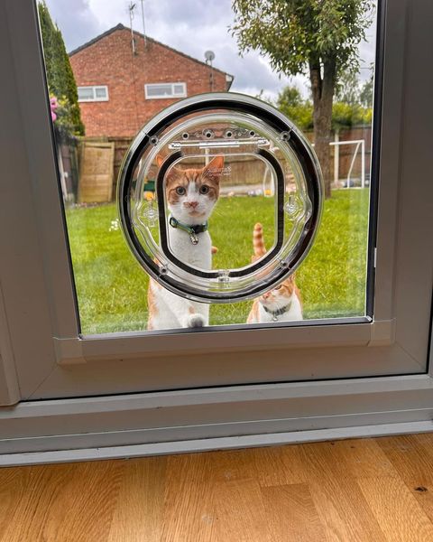Transparent Pet Flap for Access Control