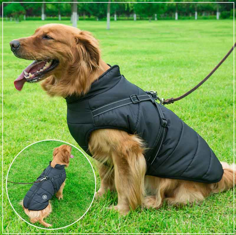 Waterproof Winter Dog Coat with Harness